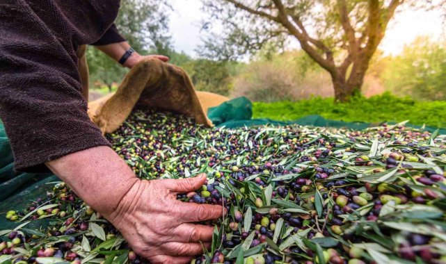 Sofralık zeytin ihracatı 100 bin tonu aştı