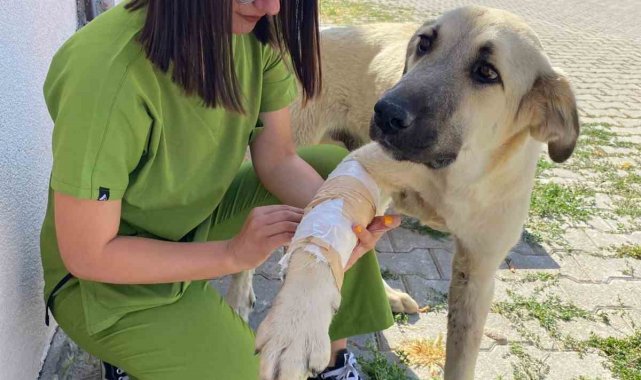 Sorgun'da sokak hayvanları emin ellerde