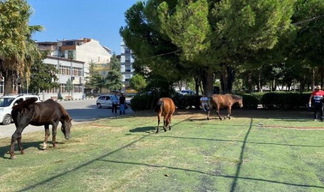 Spil'in simgesi yılkılar, kent merkezine indi