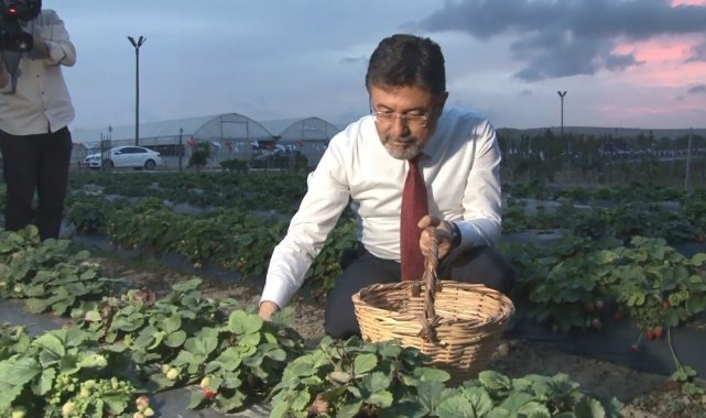 Tarım ve Orman Bakanı Yumaklı tarlada çilek hasat etti