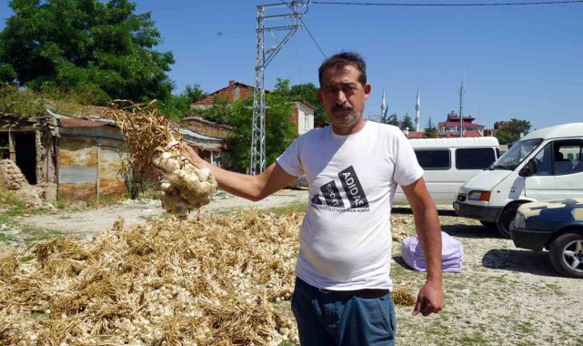 Taşköprü sarımsağında yaşanan verim kaybı üreticisini üzdü