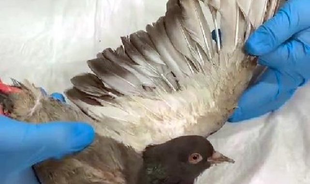 TMO patlamasında yaralanan güvercinler sağlığına kavuştu