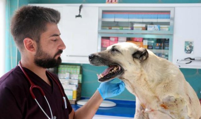 Tüfekle vurulan 2 köpekte, 200 saçmaya rastlandı