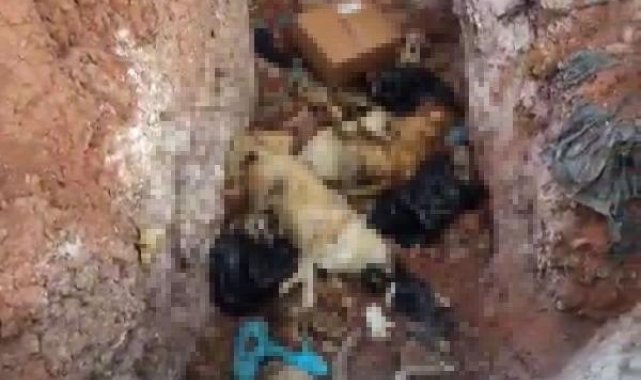 Tunceli'de köpeklerin öldürülerek çukura atıldığı iddiasına inceleme