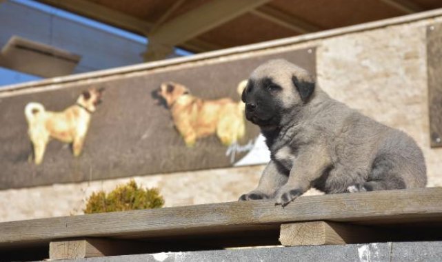 Türkmenistan Devlet Başkanına hediye edilen Kangal köpeği gönderildi