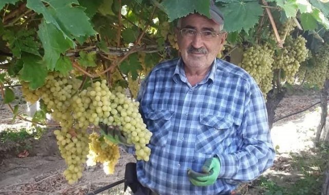 Üzüm salkımları tek tek kontrol ediliyor