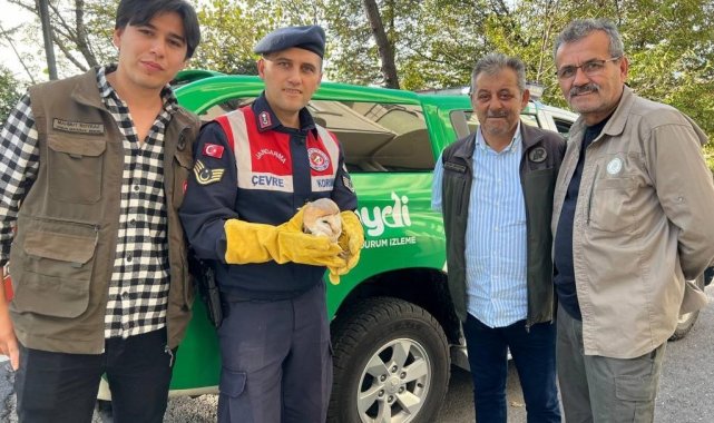 Yaralı baykuşa jandarma şefkati