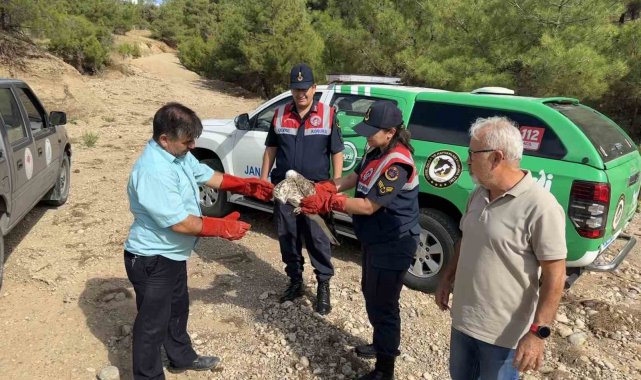 Yaralı bulunan yılan kartalı tedavi altına alındı