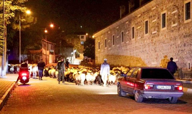 Yayladan indiler şehir merkezinden geçtiler: Koyun sürüsünün yolculuğu kamerada
