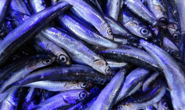 Yeni sezonda hamsi ihracatından 2 milyon dolara yakın döviz girdisi