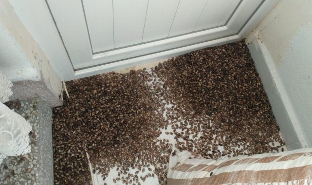 Yılda 300 kat çoğalabiliyor: Kahverengi kokarcalar, Ordu'da toplu şekilde evlere giriyor