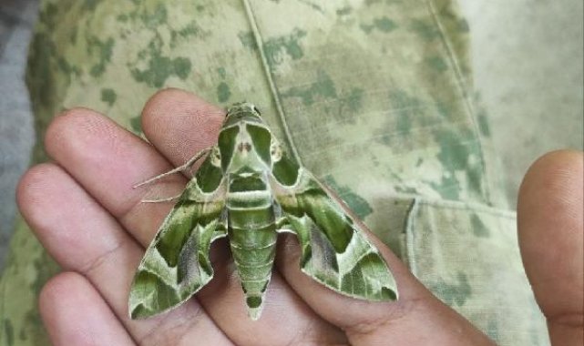 Zehirli zakkum çiçeğiyle beslenen mekik kelebeğinin tırtılına 'dokunmayın' uyarısı