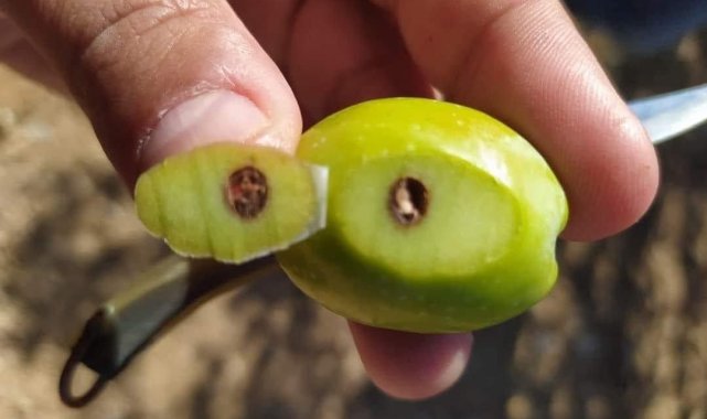 Zeytin kızılkurduna dikkat