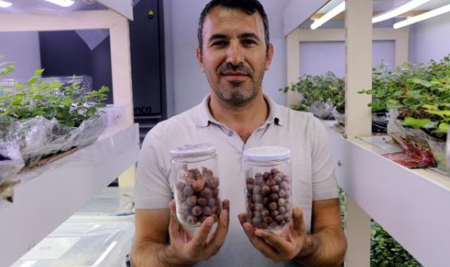 10 yıllık çalışma sonrası Kayseri fındığının DNA'sı ortaya çıkarıldı
