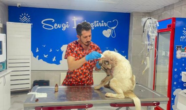 13 yerinden bıçakladığı köpeğine 150 dikiş atıldı