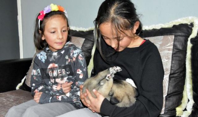 2 haftalık köpeğe 9 yaşındaki ikizler sahip çıktı