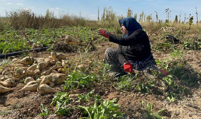 Afyonkarahisar'da pancar söküm sezonu sürüyor
