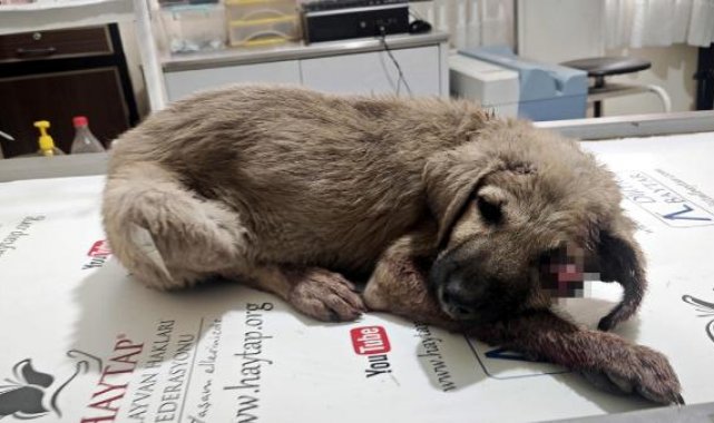 Altına girdiği otomobilin başını ezdiği yavru köpek, görme yetisini kaybetti
