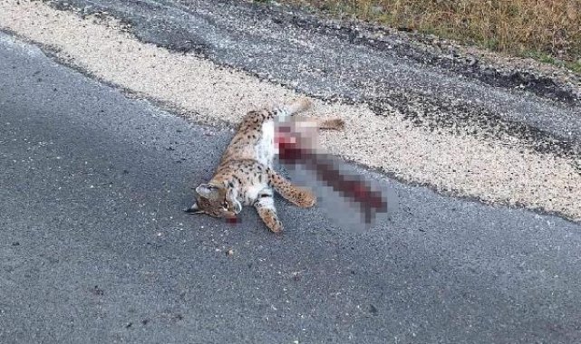 Araç çarpan 'Ormanın hayaleti' vaşak öldü