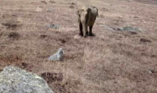 Ardahan'da fil alarmı: Jandarma arazide fil arıyor