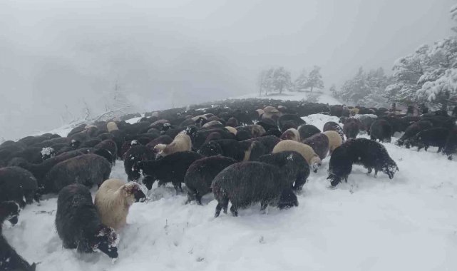 Artvin'de ani bastıran kar sürü sahiplerine zor anlar yaşattı