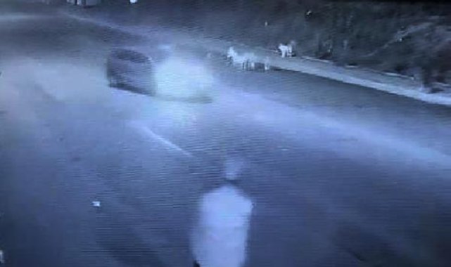 Avcılar'da ezdiği sokak köpeğine dönüp bakıp gitti