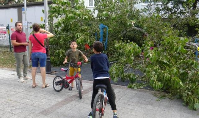 Avcılar'da parkta oynayan 3 çocuğun üzerine ağaç devrildi