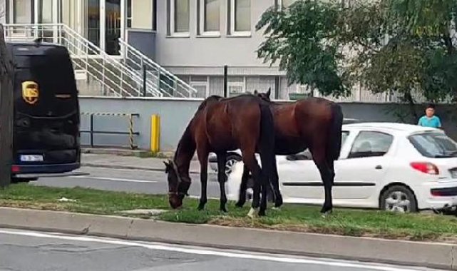 Avcılar'da refüjde otlayan atlar şaşkınlık yarattı