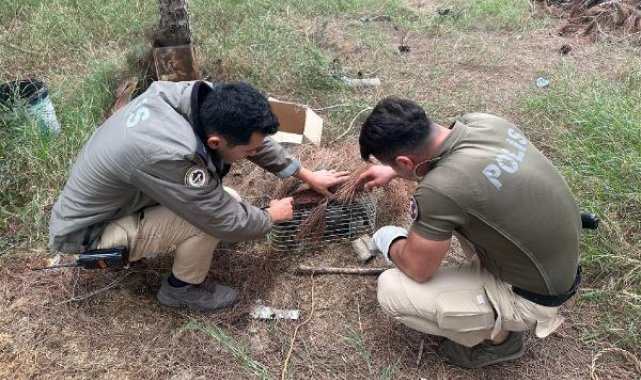 Avcılarına tuzağına yakalanan nesli tehlike altındaki kuş kurtarıldı