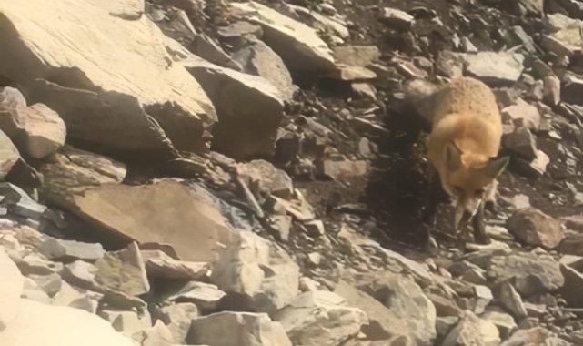 Baraj gölünde balık tutan vatandaşlar tilkiyi besledi!