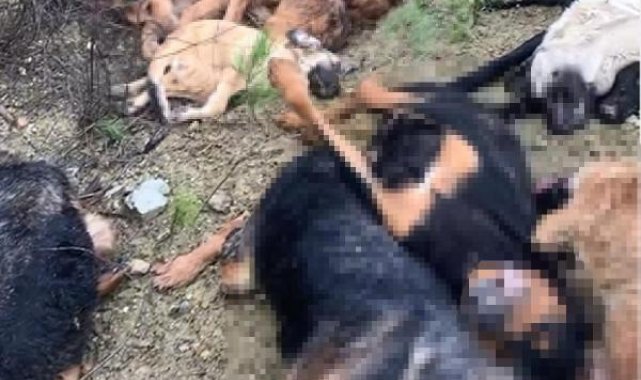 Bilecik'te 14 köpeğin ölü bulunmasına 4 gözaltı
