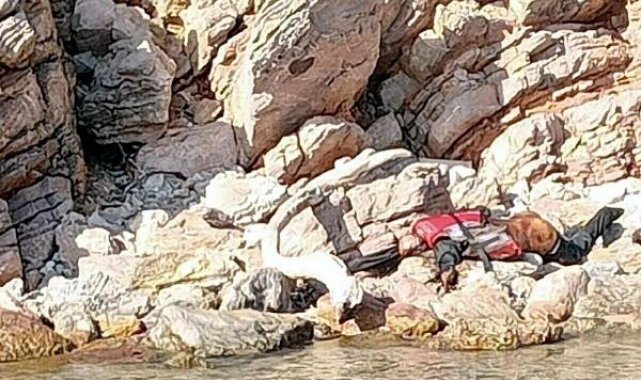 Bodrum'da can yelekli erkek cesedi bulundu