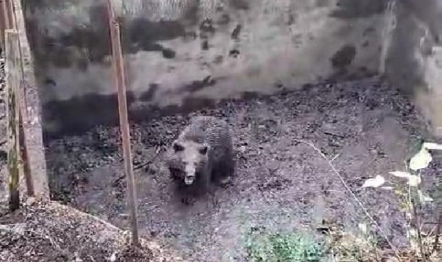 Boş havuza düşen ayı yavrusu kurtarıldı