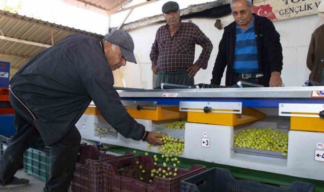 Boylama makinesi zeytin üreticisinin yüzünü güldürüyor