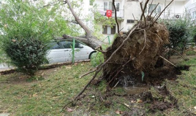 Bursa'da lodosun devirdiği ağaç, otomobilin üzerine düştü