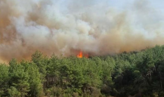 Çanakkale'de orman yangını