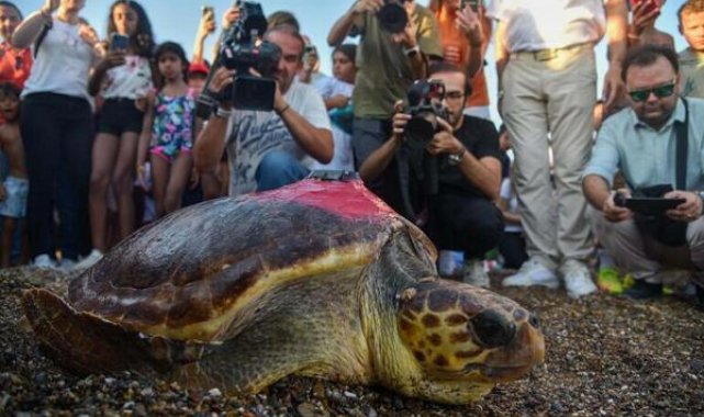 Caretta caretta 'Lara'yı 195 bin kişi izledi