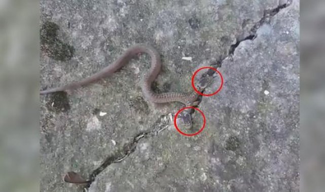 Çift başlı yılan, genetik bozukluğun sonucu