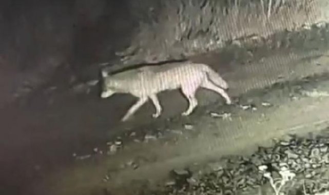 Çiftliğe inen kurtlar kamerada