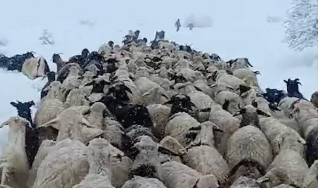 Çoban ve koyunları karda mahsur kaldı; yardıma sürü sahibi yetişti