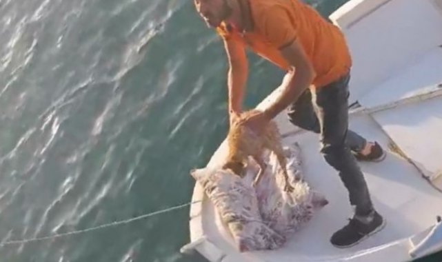 Denize düşen kedi kurtarıldı
