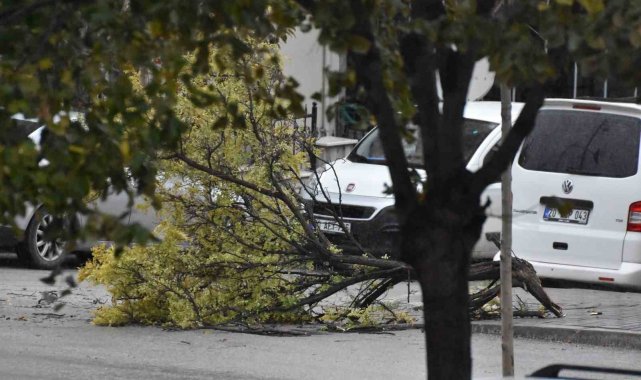 Denizli'de etkili olan fırtınada ağaçlar devrildi