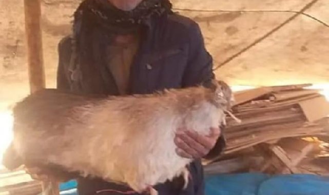 Diyarbakır'da yıldırımın isabet ettiği çoban öldü
