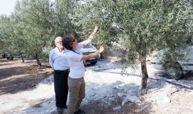Doktorluğu bırakıp zeytin üreticisi oldu