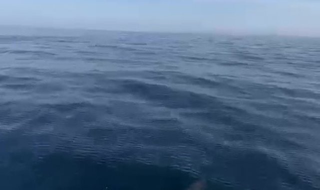 Düzce'de yunusların şovu kamerada