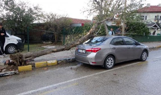 Edirne'de lodosun devirdiği ağaç otomobile hasar verdi