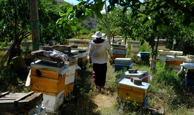 Erzincan'da arıların "tatlı uykusu" başlıyor