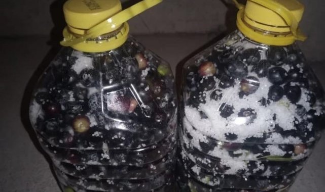 Eskişehir'de zeytin rekoltesi düştü