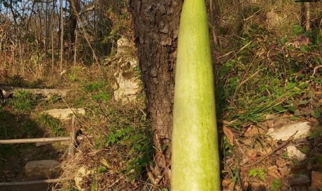 Fatsa'da 90 santimetrelik kabak yetiştirildi