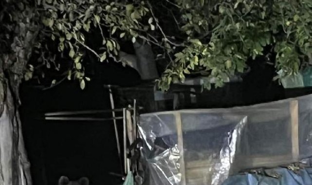 Günlerdir ilçede gezinen bozayı, bu kez evin bahçesine girdi